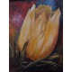 De tulp
